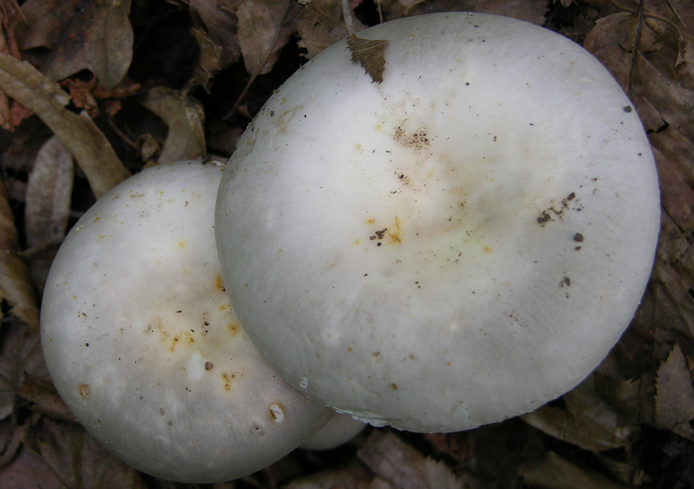 Russula da determinare. (Russula medullata?)